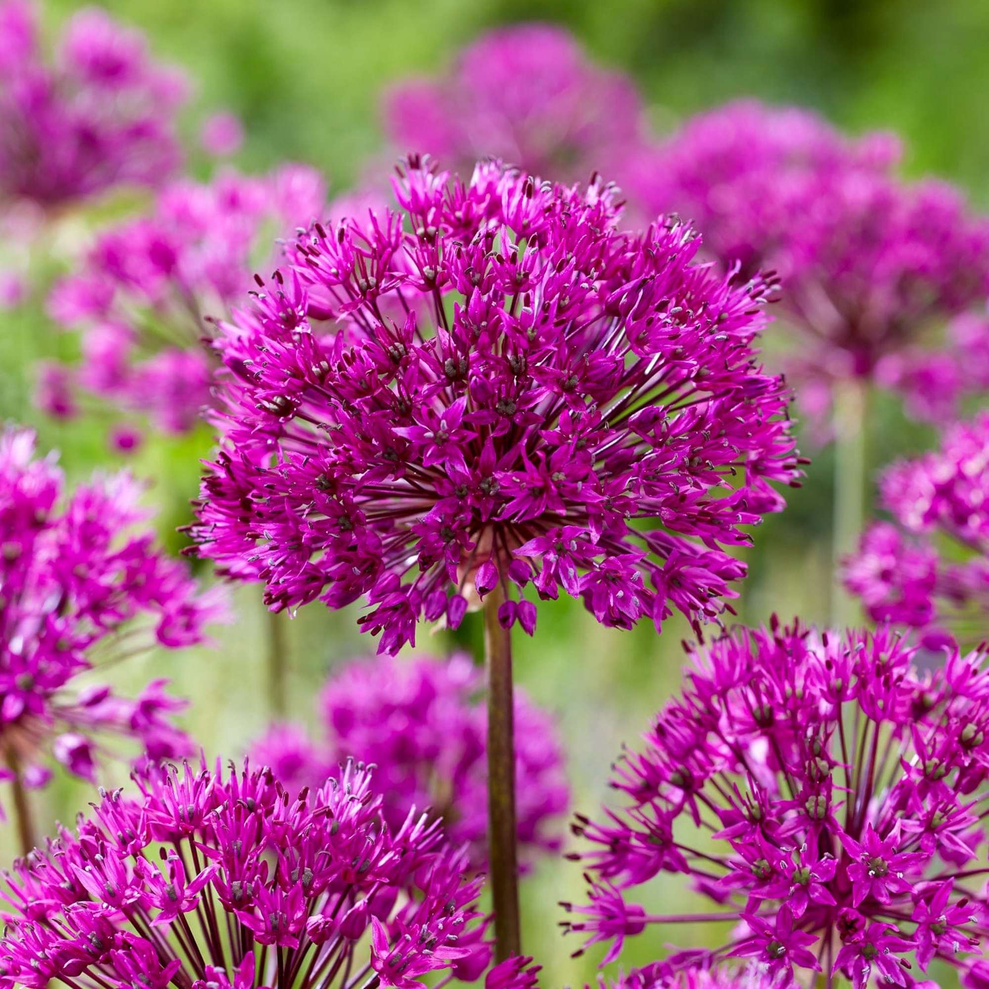 Allium (Zierlauch) 'Purple Sensation'